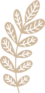 illustration of leaf